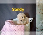 Small #4 Goldendoodle