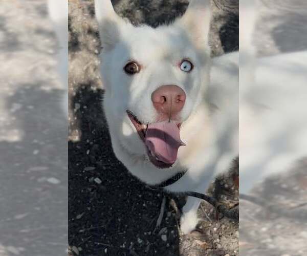 Medium Photo #3 Siberian Husky-Unknown Mix Puppy For Sale in Rowlett, TX, USA