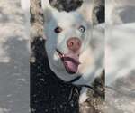 Small #2 Siberian Husky Mix