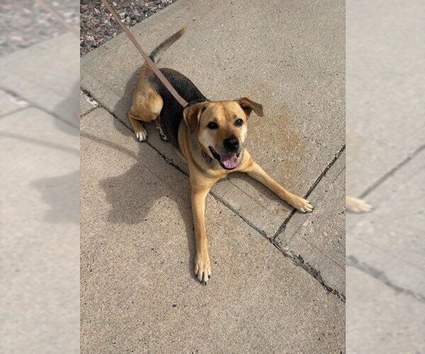 Medium Photo #2 German Shepherd Dog-Unknown Mix Puppy For Sale in Aurora, CO, USA