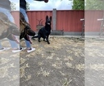 Small Photo #72 German Shepherd Dog Puppy For Sale in HAYWARD, CA, USA
