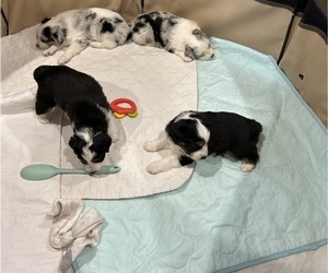 Miniature Australian Shepherd Litter for sale in GOLDENDALE, WA, USA