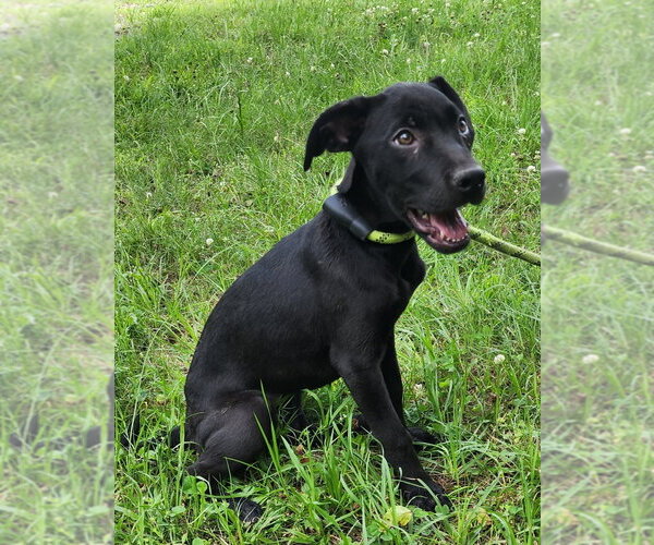 Medium Photo #2 Catahoula Leopard Dog-Labrador Retriever Mix Puppy For Sale in Wetumpka, AL, USA