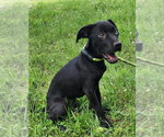 Small #1 Catahoula Leopard Dog-Labrador Retriever Mix