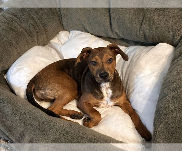 Medium Photo #4 Dachshund-Labrador Retriever Mix Puppy For Sale in Brooklyn Center, MN, USA
