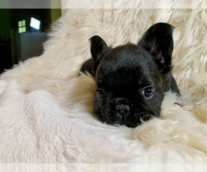 French Bulldog Puppy for Sale in FOREST, Virginia USA