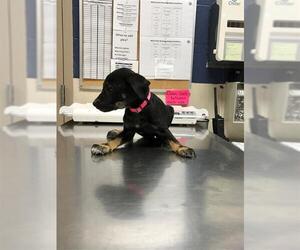 Mutt Dogs for adoption in Conroe, TX, USA