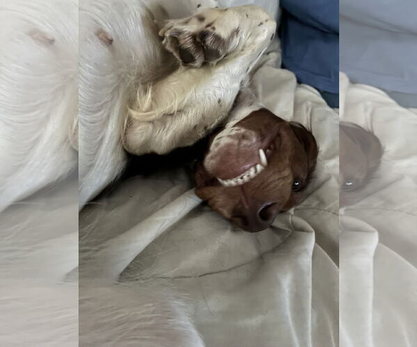 Medium Photo #2 Brittany Puppy For Sale in Curwensville, PA, USA