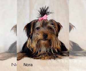 Mother of the Yorkshire Terrier puppies born on 11/16/2025
