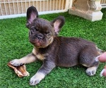 Small #5 French Bulldog