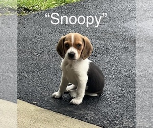 Beagle Puppy for sale in WOODBRIDGE, VA, USA