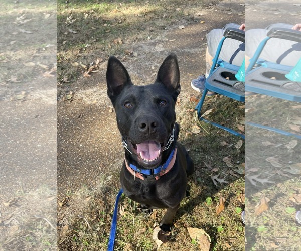Medium Photo #1 American Pit Bull Terrier-German Shepherd Dog Mix Puppy For Sale in Munford, TN, USA