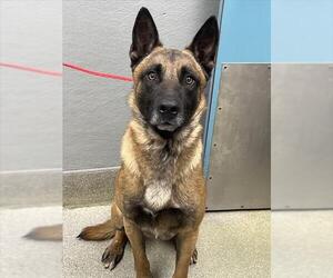 Mutt Dog for Adoption in Las Vegas, Nevada USA
