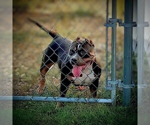 Mother of the American Bully puppies born on 03/21/2024