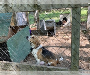 Mother of the Beagle puppies born on 04/23/2025
