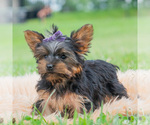 Small Photo #45 Yorkshire Terrier Puppy For Sale in WARSAW, IN, USA