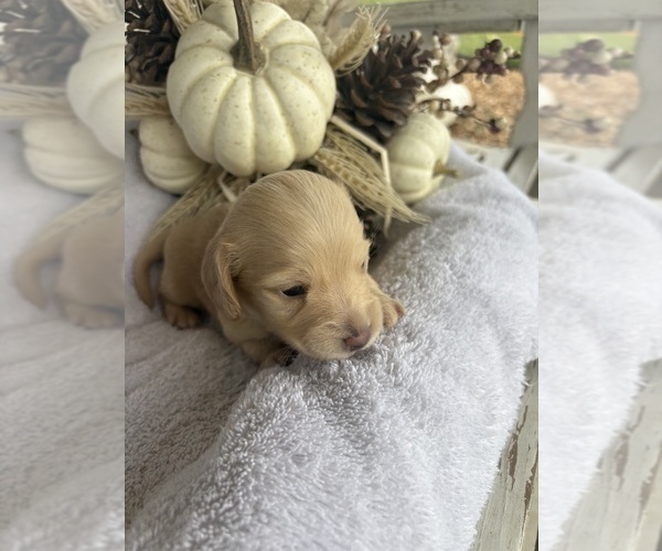 Medium Photo #3 Dachshund Puppy For Sale in MARSHFIELD, MO, USA