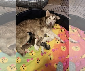 Mother of the Siberian Husky puppies born on 07/14/2025
