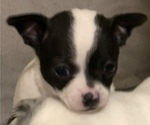 Small Photo #3 Chihuahua Puppy For Sale in SUGAR CREEK, MO, USA