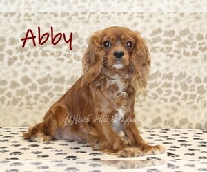 Mother of the Cavapoo (Miniature) puppies born on 06/23/2026