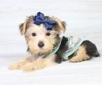 Small #6 Yorkshire Terrier