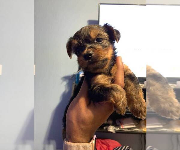 Medium Photo #4 Yorkshire Terrier Puppy For Sale in JERSEY CITY, NJ, USA
