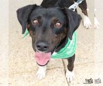 Small #4 Beagle Mix