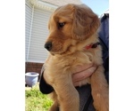 Small Photo #6 Golden Retriever Puppy For Sale in CLAREMORE, OK, USA