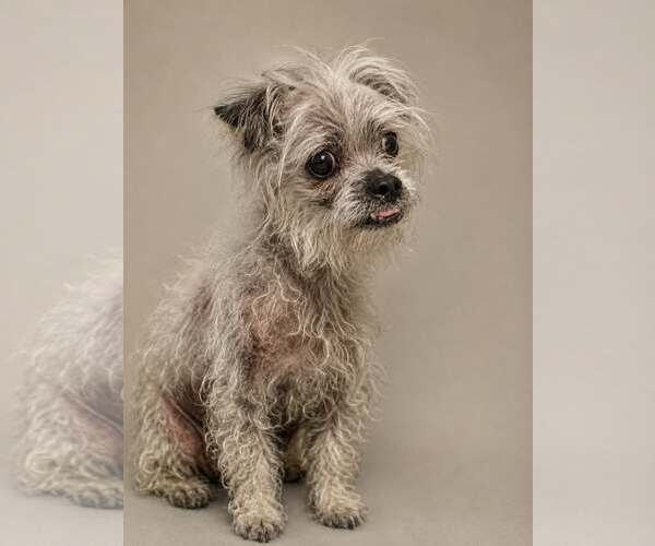 Medium Photo #2 Maltese-Unknown Mix Puppy For Sale in Pittsburg, CA, USA