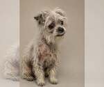 Small #1 Maltese Mix