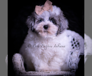 Medium Maltipoo (Miniature)