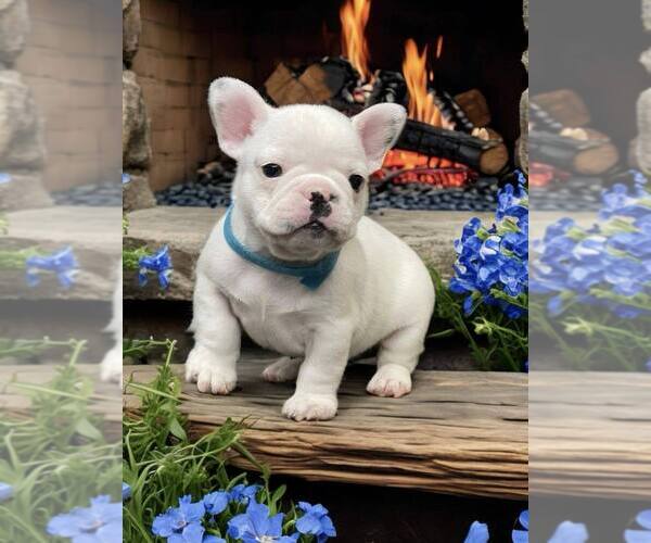 Medium Photo #10 French Bulldog Puppy For Sale in WILDOMAR, CA, USA