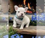 Small Photo #10 French Bulldog Puppy For Sale in WILDOMAR, CA, USA