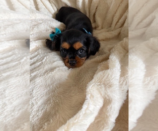 Medium Photo #5 Cavalier King Charles Spaniel Puppy For Sale in NAMPA, ID, USA