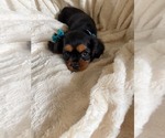 Small #4 Cavalier King Charles Spaniel