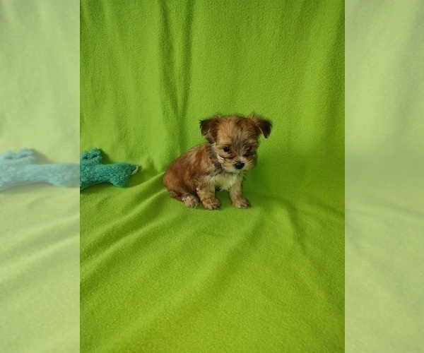 Medium Photo #14 Yorkshire Terrier Puppy For Sale in LAPEER, MI, USA