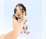 Small #1 Dachshund