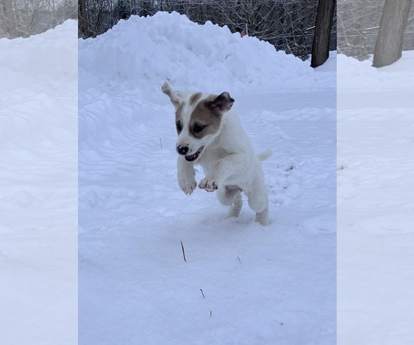 Medium Photo #4 Great Pyrenees-Unknown Mix Puppy For Sale in pomfret, CT, USA