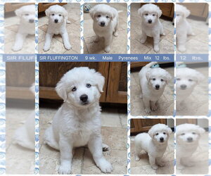 Great Pyrenees-Unknown Mix Dogs for adoption in Mesa, AZ, USA