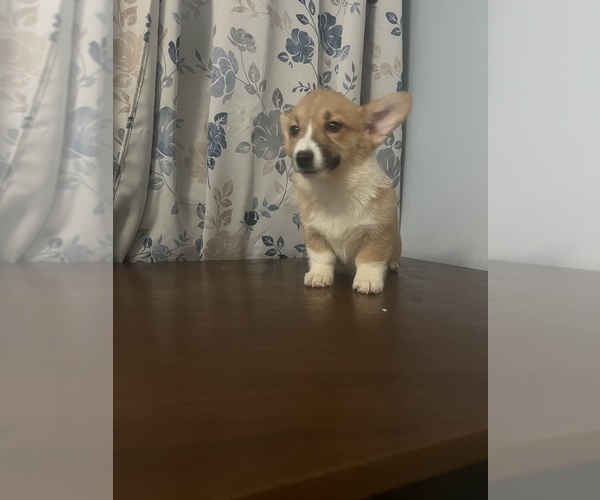 Medium Photo #57 Pembroke Welsh Corgi Puppy For Sale in DURHAM, CT, USA