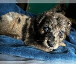 Small Photo #2 Aussiedoodle Puppy For Sale in Pacolet, SC, USA