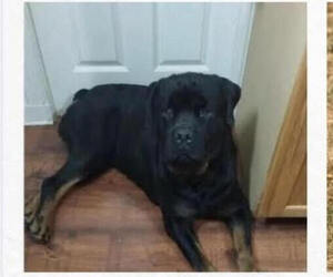 Father of the Rottweiler puppies born on 12/18/2025