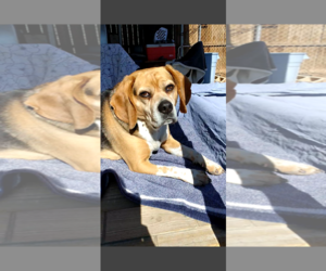 Louie-He's got a sponsor! - Male Puggle Dog for Adoption - Photo #9