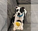 Small #13 American Pit Bull Terrier