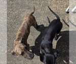 Small #3 Plott Hound Mix