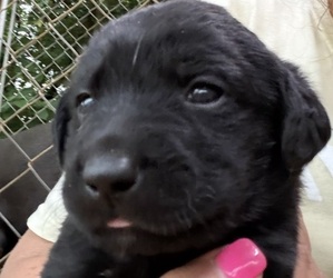 Medium Labrador Retriever