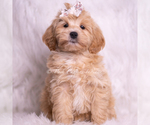 Small Photo #95 Maltipoo (Toy) Puppy For Sale in WARSAW, IN, USA