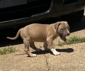 American Bully Puppy for sale in MEMPHIS, TN, USA