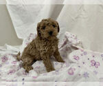 Small #3 Cavapoo