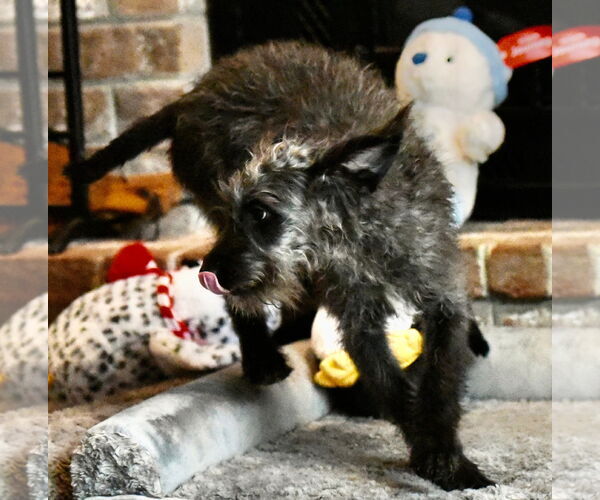 Medium Photo #3 Poodle (Miniature)-Unknown Mix Puppy For Sale in Mechanicsburg, PA, USA